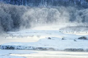 Hokkaido Prints: Japan, Hokkaido, Japanese Red-crowned Cranes (Grus japonensis) roosting in river