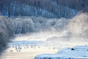 Hokkaido Prints: Japan, Hokkaido, Japanese Red-crowned Cranes (Grus japonensis) roosting in river