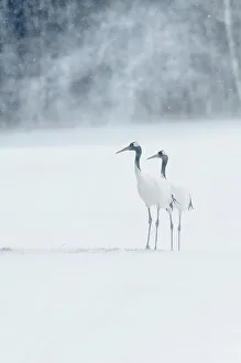 Crane Prints: Japan, Hokkaido, Red-crowned Cranes (Grus japonensisi) in snow storm