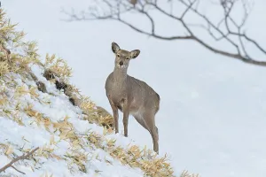 Japan, Hokkaido, Sika deer, (Cervus nippon) female