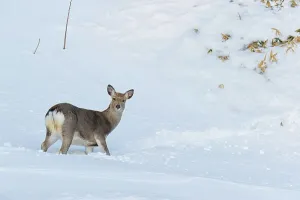 Hokkaido Prints: Japan, Hokkaido, Sika deer, (Cervus nippon) female