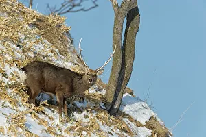 Hokkaido Prints: Japan, Hokkaido, Sika deer, (Cervus nippon) male on hillside