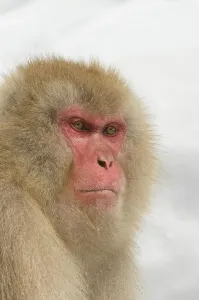 Snow Monkey Prints: Japan, Nagano Province, Japanese macaque or snow monkey (Macaca fuscata)