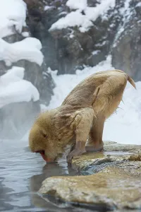 Snow Monkey Prints: Japan, Nagano Province, Japanese macaque or snow monkey (Macaca fuscata) drinking from hot spring
