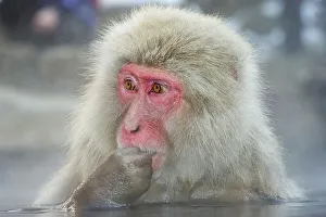 Hand On Chin Prints: Japan, Nagano Province, Japanese macaque or snow monkey (Macaca fuscata) in hot spring