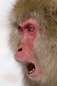 Animal Mouth Prints: Japan, Nagano Province, Japanese macaque or snow monkey (Macaca fuscata) showing facial threat display