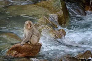 Decisions Prints: Japan, Nagano Province, Japanese macaque or snow monkey (Macaca fuscata) sitting on rock in river