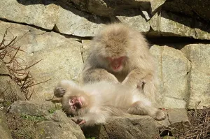 Snow Monkey Prints: Japan, Nagano Province, Japanese macaque or snow monkeys (Macaca fuscata) grooming