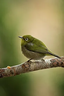 Perch Prints: Japan, Tokyo, Japanese White-eye (Zosterops japonicus) on perch