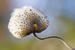 Variety Prints: Japanese Anemone (Anemone hupehensis var)