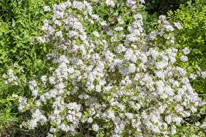 Woody Plant Prints: Japanese deutzia, Deutzia purpurascens Kalmiiflora, in bloom