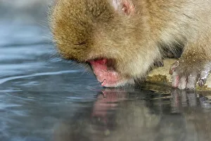 The Natural World Prints: Japanese macaque or snow monkey (Macaca fuscata) drinking from hot spring