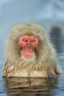 Wading Prints: Japanese macaque or snow monkey (Macaca fuscata) in hot spring