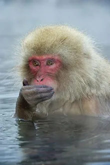 Snow Monkey Prints: Japanese macaque or snow monkey (Macaca fuscata) in hot spring