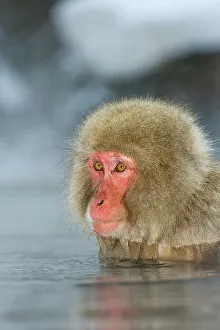 Wading Prints: Japanese macaque or snow monkey (Macaca fuscata) in hot spring