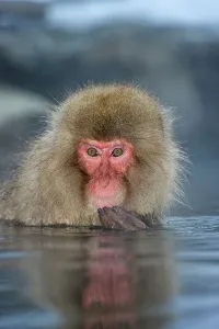 Wading Prints: Japanese macaque or snow monkey (Macaca fuscata) in hot spring