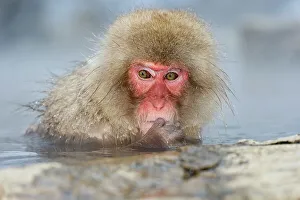 Wading Prints: Japanese macaque or snow monkey (Macaca fuscata) in hot spring