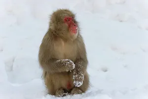 The Natural World Prints: Japanese macaque or snow monkey (Macaca fuscata) Nagano Province