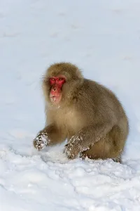 The Natural World Prints: Japanese macaque or snow monkey (Macaca fuscata) Nagano Province