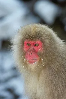 The Natural World Prints: Japanese macaque or snow monkey (Macaca fuscata) portrait