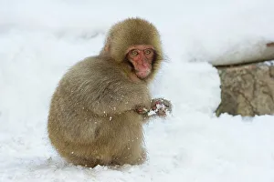 The Natural World Prints: Japanese macaque or snow monkey (Macaca fuscata) young