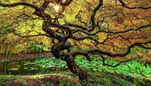 Turning Prints: Japanese Maple (Acer palmatum), Tree of Hope; Vancouver, British Columbia, Canada