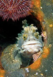 Rocks Prints: Japanese warbonnet or Fringed blenny (Chirolophis japonicus)