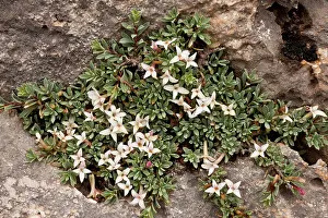 Rocks Prints: Jasmine Daphne (Daphne jasminea) flowering