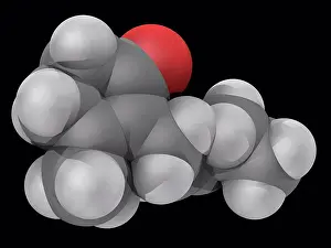 Matter Prints: Jasmone, molecular model. Natural organic compound extracted from the oil from jasmine flowers