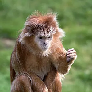 Herbivore Prints: Javan Lutung (Trachypithecus auratus)
