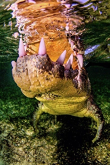 Tooth Prints: Jaws of crocodile