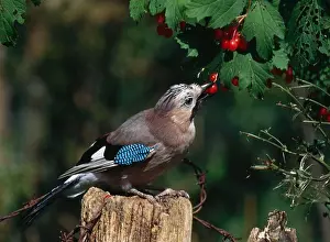 Berries Prints: jay eating berries garrulus glandarius