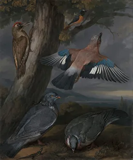 Animal Art Prints: Jay Green Woodpecker Pigeons Redstart Francis Barlow