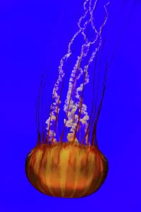 Graceful Prints: Jellyfish, or Atlantic Sea Nettle, in Aquarium