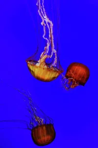 Three Animals Prints: Jellyfish, or Atlantic Sea Nettle, in Aquarium