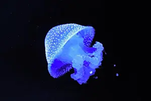 Dangerous Prints: Jellyfish Swimming In The Sea. Medusa