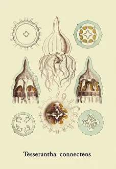 Physician Prints: Jellyfish: Tesserantha Connectens, Jelly Fish