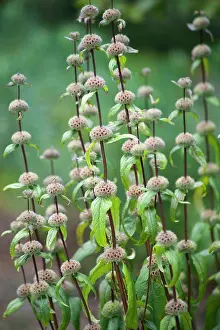 Small Group Prints: Jerusalem sage, Phlomis turberosa Amazone