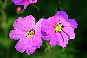 Blossoms Prints: Jewellery basket, cosmea (Cosmea bipinnata)