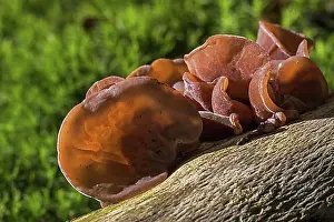 Woods Prints: Jew's ear, black wood ear
