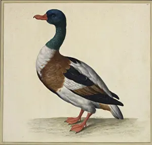 Composition Prints: Johann Jakob Walther depicts Anas