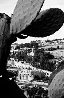 Jordan Prints: Jordan, close up of cactus with city view behind