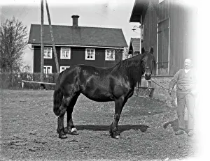 Josef Eriksson's horse Lotta Josef Erikssons häst Lotta