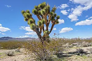Barrenness Prints: Joshua tree (Yucca brevifolia)