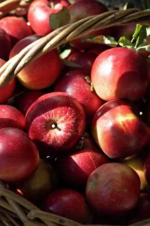 Diet Prints: juicy red apples in a basket. aesthetics of rural life