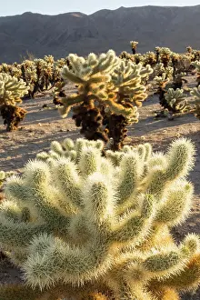Jump Prints: jumping cholla cactus, Opuntia fulgida