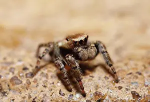 Worlds Prints: Jumping Spider (Evarcha falcata, Salticidae), female, Bavaria, Germany, Europe