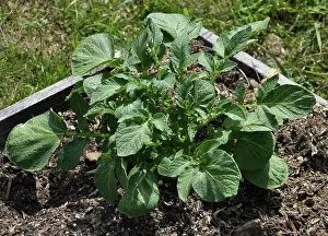 Wachsend Prints: Junge Kartoffelpflanze im Gemüsegarten - Young potato plant in vegatable garden Junge Kartoffelpflanze im Gemüsegarten