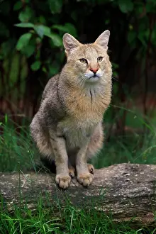Carnivores Prints: Jungle Cat (Felis chaus) adult, sitting on log, July (captive)