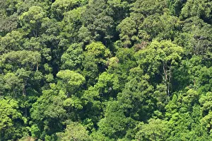 Holz Prints: Jungle, rainforest tropical jungle with its unpopular plants in Malaysia, Asia